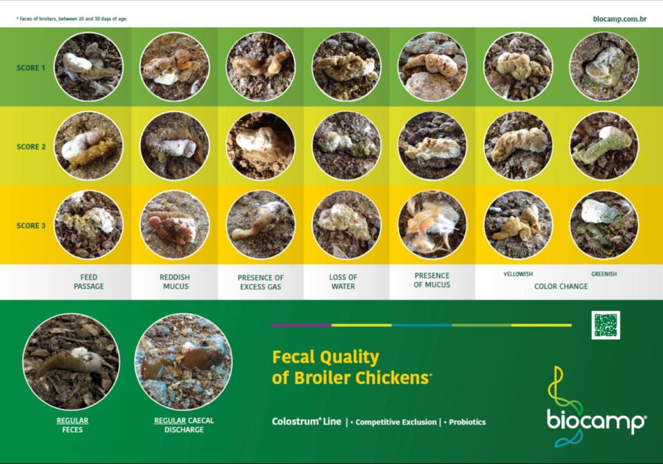 Evaluation of Faecal Quality of Broiler Chickens*