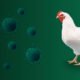 SARS CoV 2: como ela poderá acelerar a redução do uso dos Antibióticos Melhoradores de Desempenho (AMDs) na produção avícola