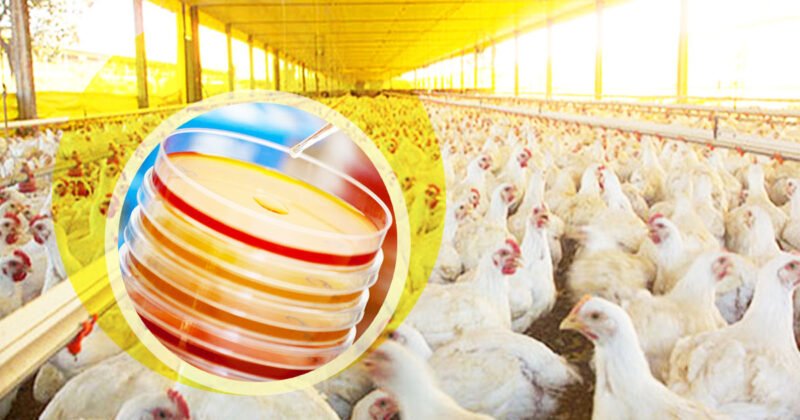 Probióticos e vacinas na avicultura: quais critérios considerar antes de escolher o fornecedor