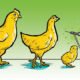 Vaccination: effective measure against fowl typhoid