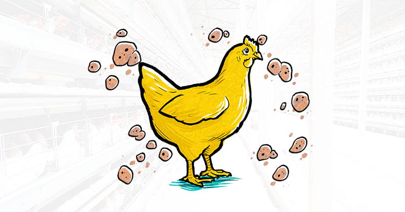 Mycoplasma gallisepticum: know better this disease, which is so harmful to poultry farms