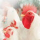 Preeclosión: puntos críticos que afectan a la calidad de los pollitos de un día
