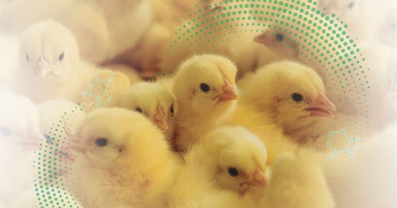 Post-hatching: critical points that affect the initial development of chickens