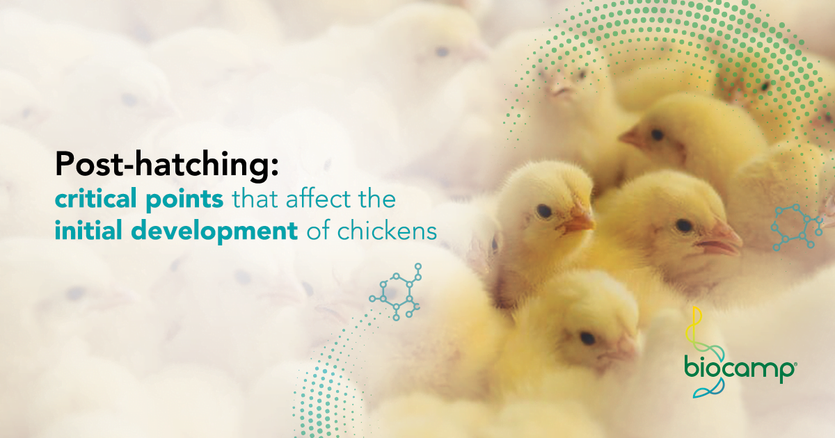 Post-hatching: critical points of chickens | Biocamp