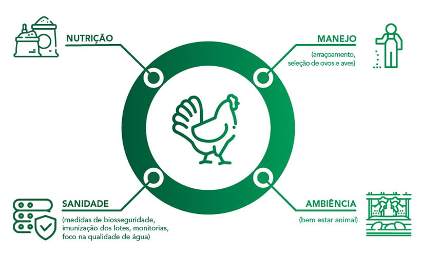 Pré-eclosão: Os quatro pilares da produção avícola