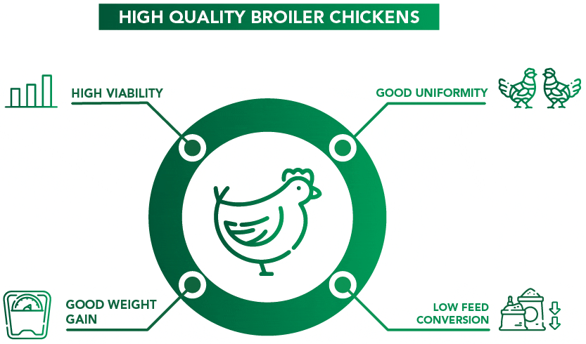 High quality broiler chickens: High viability, Good uniformity, Good weight gain, Low feed conversion.