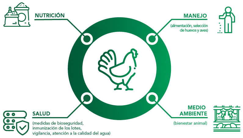 Los cuatro pilares de la producción avícola