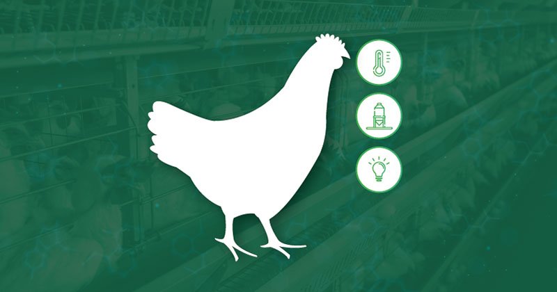 Bienestar animal en gallinas ponedoras: ¿por qué es importante estar atento?