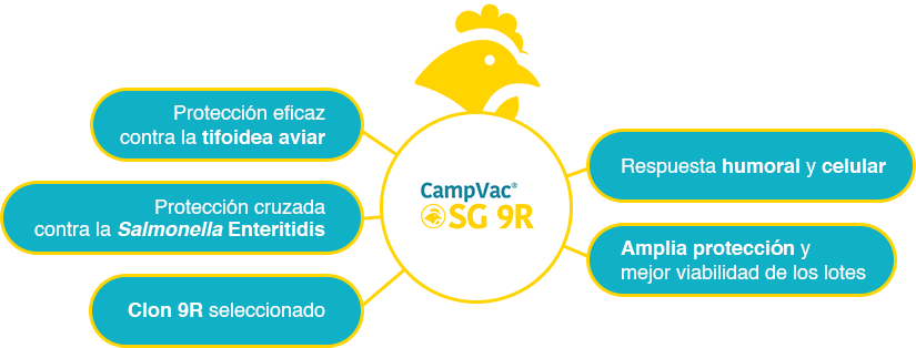 CampVac® SG 9R: Programa de vacunación en avicultura.