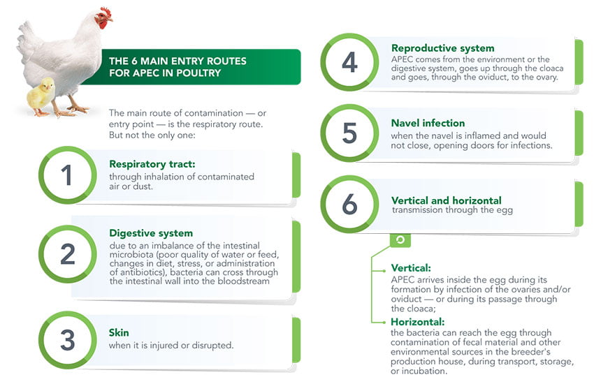The 6 main entry routes for APEC in poultry