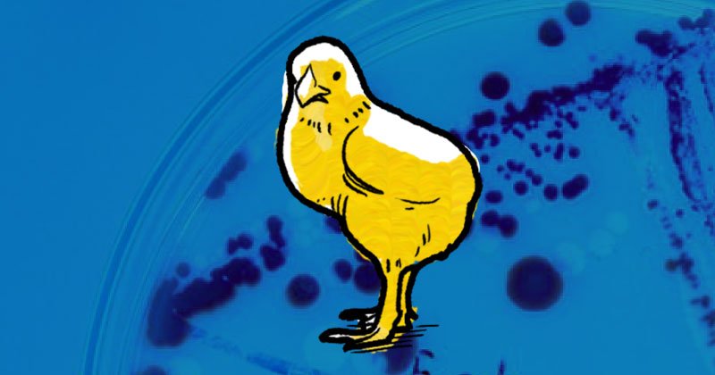 Colibacilose: problema atual da avicultura brasileira