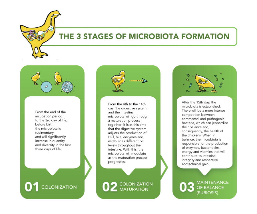 The 3 stages of microbiota formation 