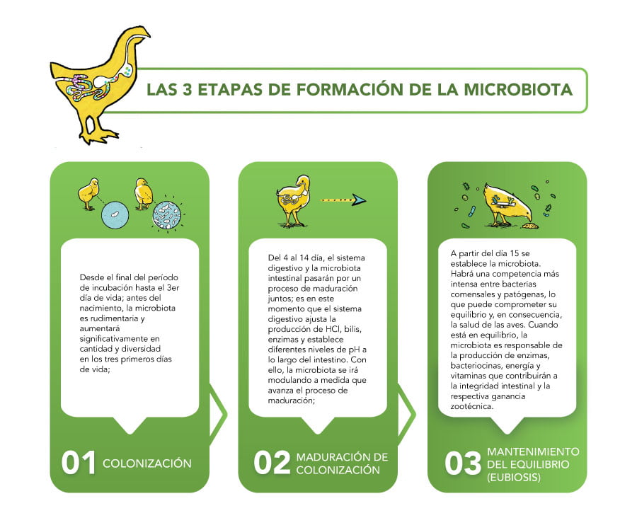 Las 3 etapas de formación de la microbiota 