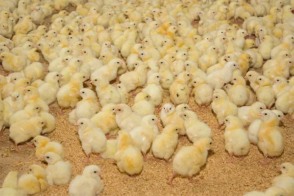 Treatment of poultry litter between flocks