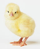 Reduction of omphalitis and early mortality in one-day old chicks