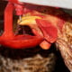 Tifo aviário: Vacina via oral traz ganhos no manejo
