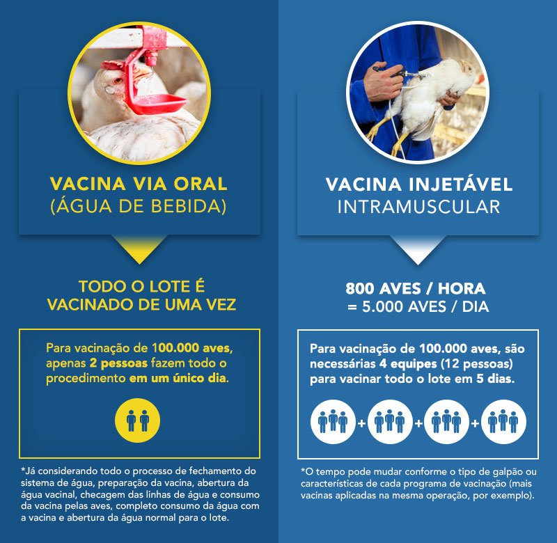 Vacina oral: vantagem operacional às granjas