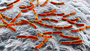 Probiotics: maintenance of the microbiota in eubiosis