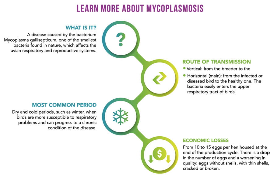 Learn more about mycoplasmosis