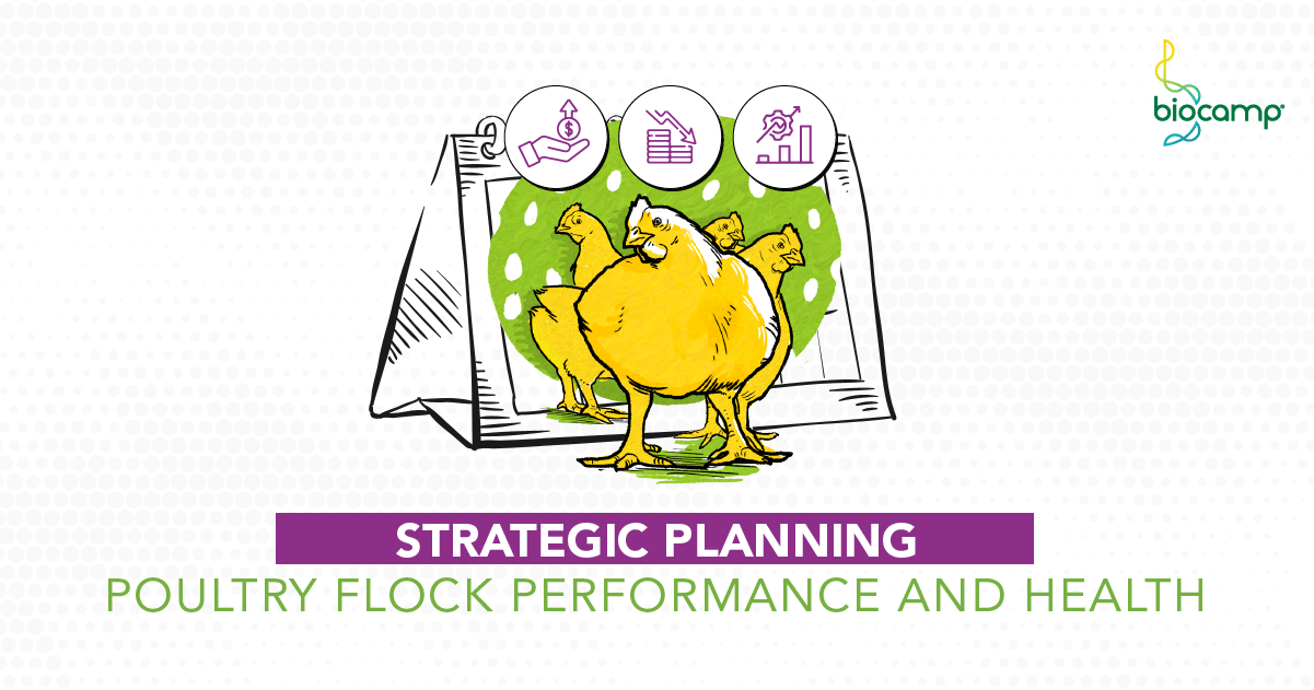 3 gains from strategic planning in poultry industry Biocamp
