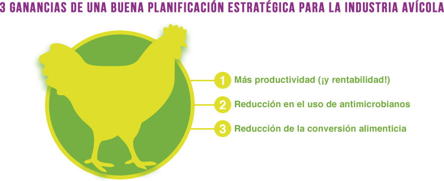 3 ganancias de una buena planificación estratégica para la industria avícola