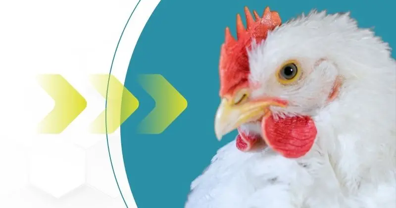 Blog Biocamp: o que vale a pena ler de novo sobre a avicultura
