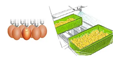 Colonización temprana in ovo o vía spray: impactos en la calidad de los pollitos