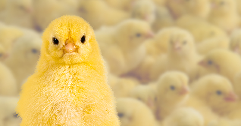 Puntos importantes en la aplicación de probióticos en spray en las plantas de incubación avícolas