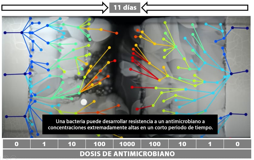 Síndromes respiratorios en la avicultura industrial: factores ambientales, etiología y medidas de control