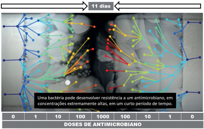 Síndromes respiratórias na avicultura industrial: fatores ambientais, etiologia e medidas de controle