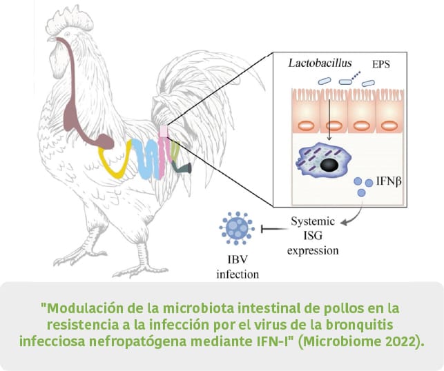 Síndromes respiratorios en la avicultura industrial: factores ambientales, etiología y medidas de control