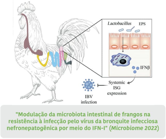 Síndromes respiratórias na avicultura industrial: fatores ambientais, etiologia e medidas de controle