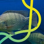 Beneficios del uso de probióticos en la producción de tilapias del Nilo