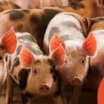 Probióticos na suinocultura: uma estratégia para reduzir o uso de antimicrobianos e aumentar a eficiência produtiva