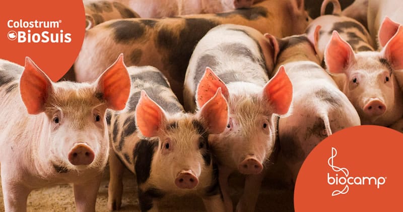 Probióticos na suinocultura: uma estratégia para reduzir o uso de antimicrobianos e aumentar a eficiência produtiva