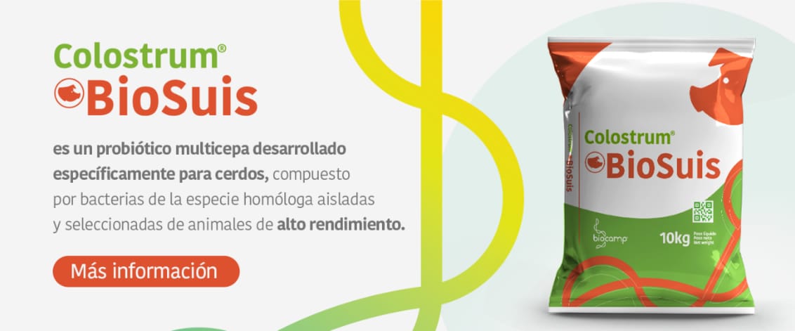 Probióticos en la porcicultura: una estrategia para reducir el uso de antimicrobianos y aumentar la eficiencia productiva | Biocamp Probióticos en la porcicultura: una estrategia para reducir el uso de antimicrobianos y aumentar la eficiencia productiva
