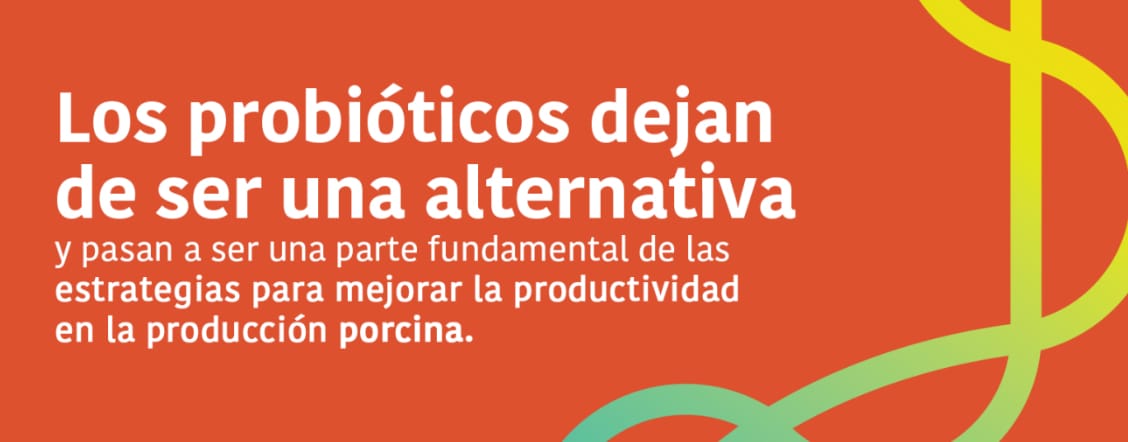 Probióticos en la porcicultura: una estrategia para reducir el uso de antimicrobianos y aumentar la eficiencia productiva | Biocamp Probióticos en la porcicultura: una estrategia para reducir el uso de antimicrobianos y aumentar la eficiencia productiva