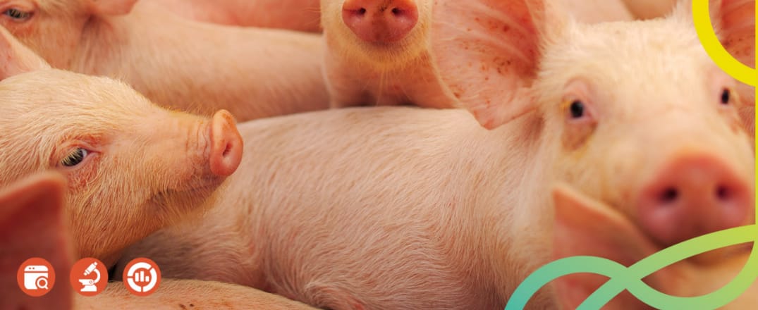 Probióticos na suinocultura: uma estratégia para reduzir o uso de antimicrobianos e aumentar a eficiência produtiva