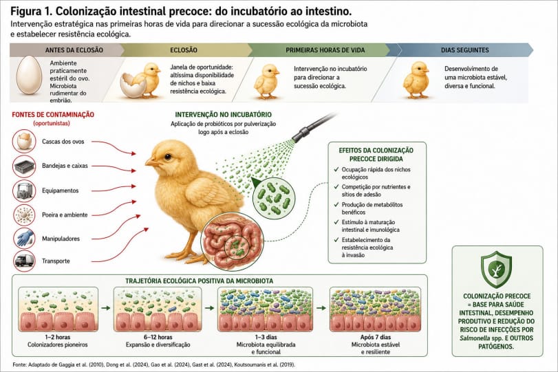 Colonização intestinal precoce na avicultura: o incubatório como ponto estratégico para a sucessão ecológica da microbiota.