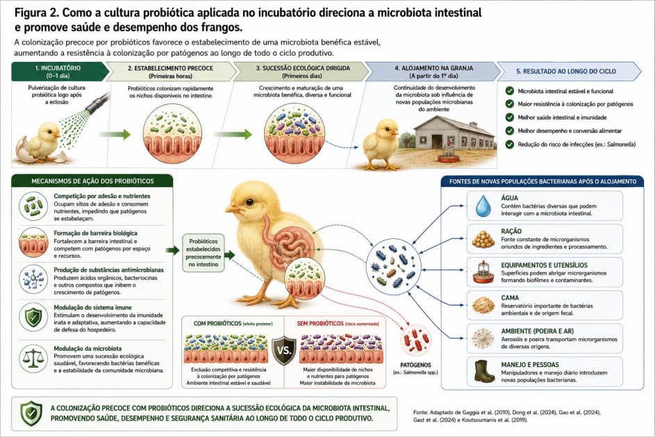 Colonização intestinal precoce na avicultura: o incubatório como ponto estratégico para a sucessão ecológica da microbiota.