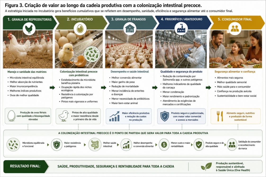 Colonização intestinal precoce na avicultura: o incubatório como ponto estratégico para a sucessão ecológica da microbiota.