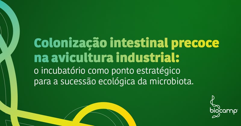 Colonização intestinal precoce na avicultura: o incubatório como ponto estratégico para a sucessão ecológica da microbiota.