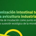 Colonización intestinal temprana en la avicultura industrial: la planta de incubación como punto estratégico para la sucesión ecológica de la microbiota