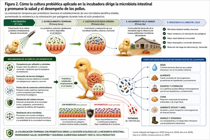 Colonización intestinal temprana en la avicultura industrial: la planta de incubación como punto estratégico para la sucesión ecológica de la microbiota
