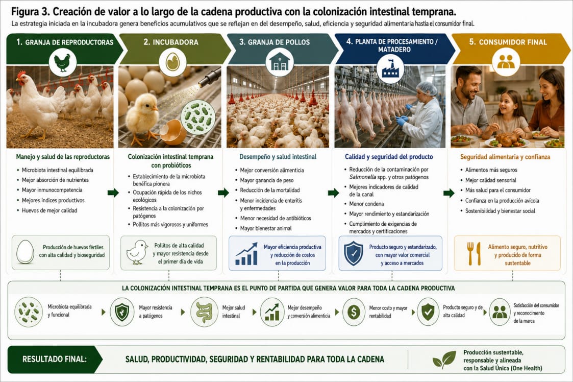 Colonización intestinal temprana en la avicultura industrial: la planta de incubación como punto estratégico para la sucesión ecológica de la microbiota