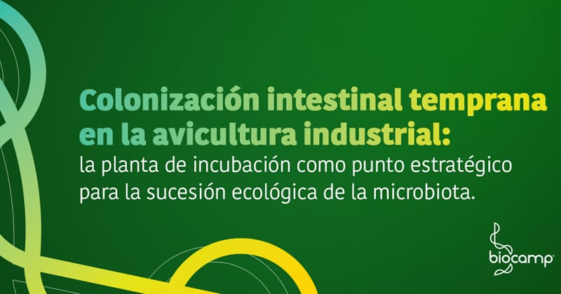 Colonización intestinal temprana en la avicultura industrial: la planta de incubación como punto estratégico para la sucesión ecológica de la microbiota